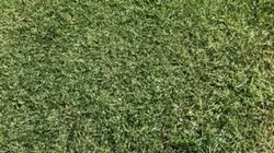 Scooter or Bike edit