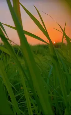 Nice view HD
