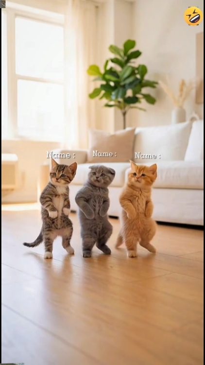 Dance Cat Trend