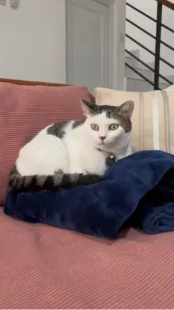 Kucing ngepet
