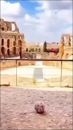 tiktok vairal templa