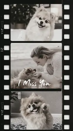 RIP My Dog