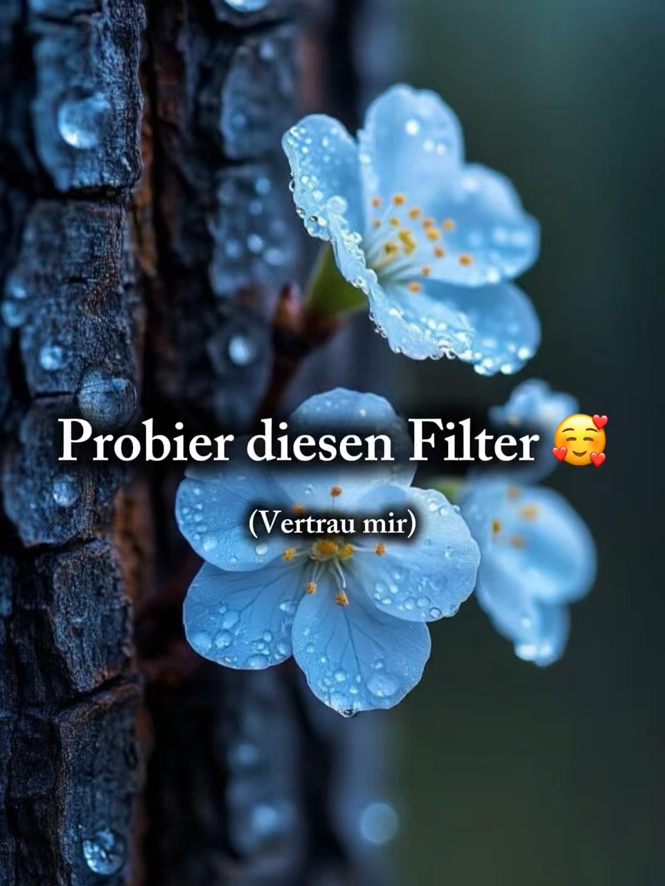 Probier diesenfilter