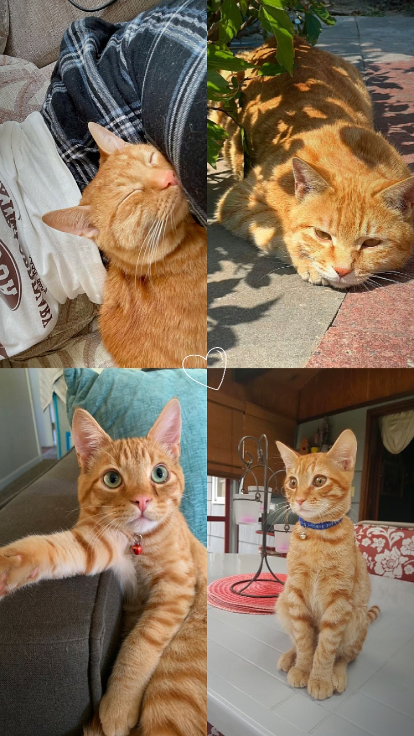 Lindo gato
