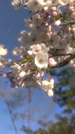 sakura flower