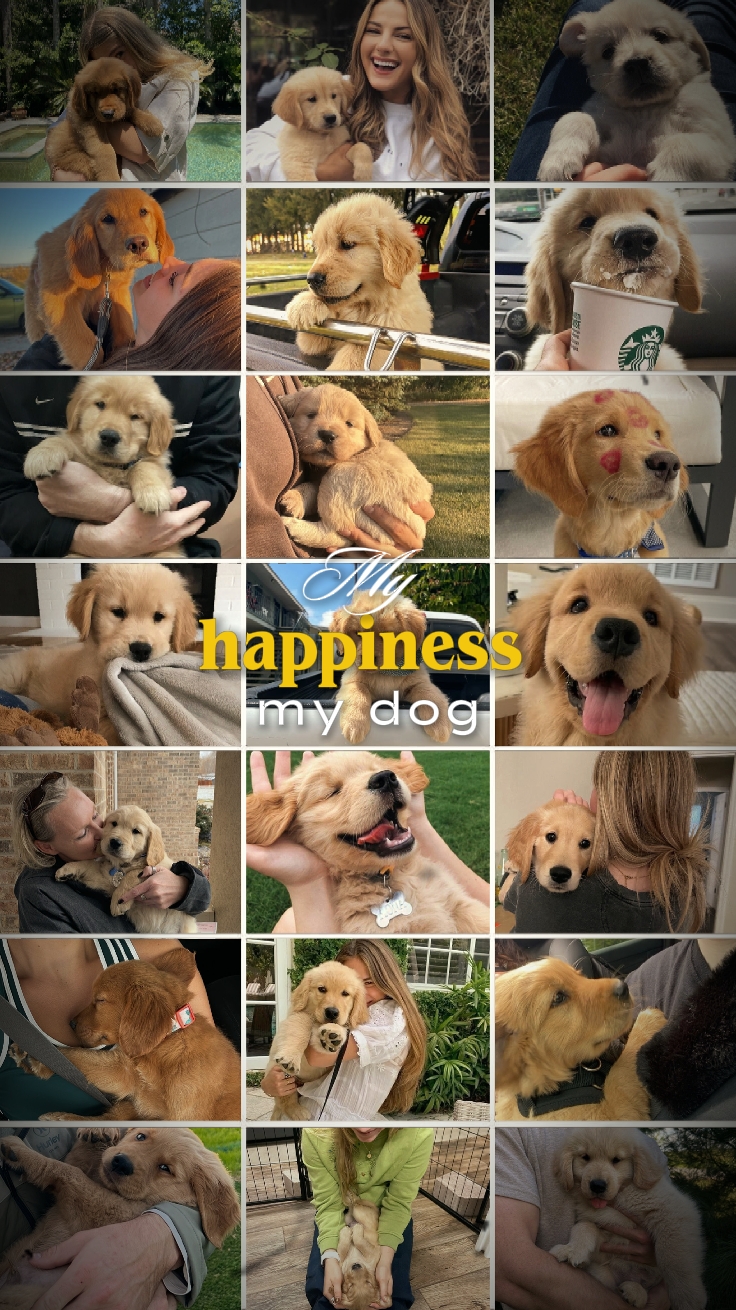 mon bonheur mon chien