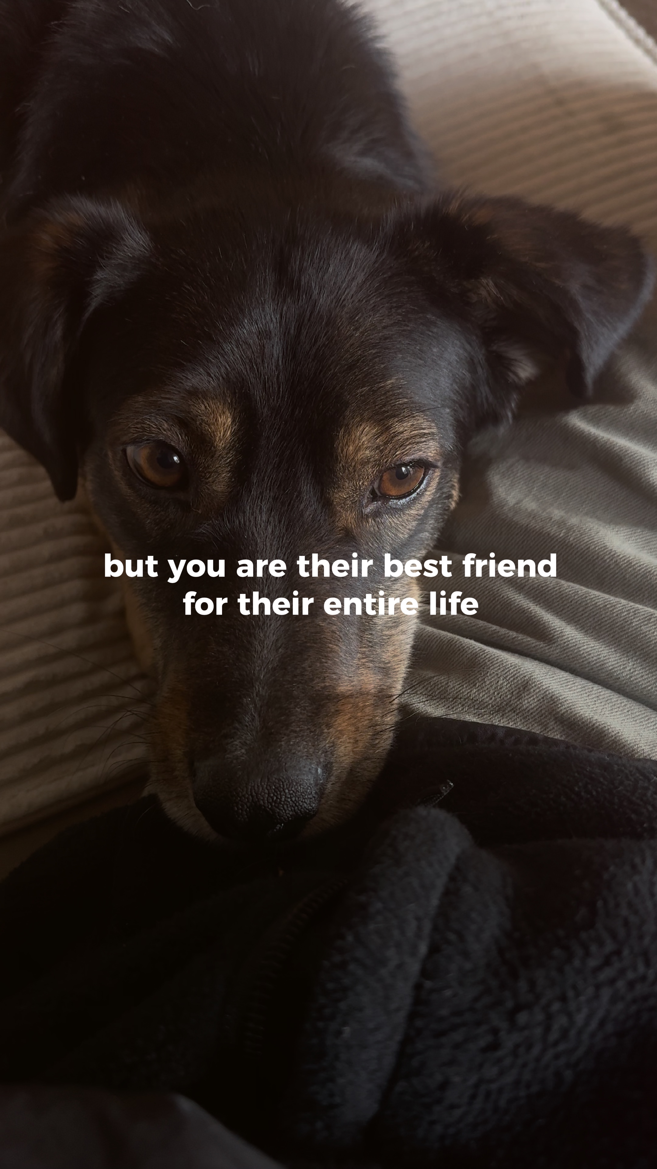 furry friends 