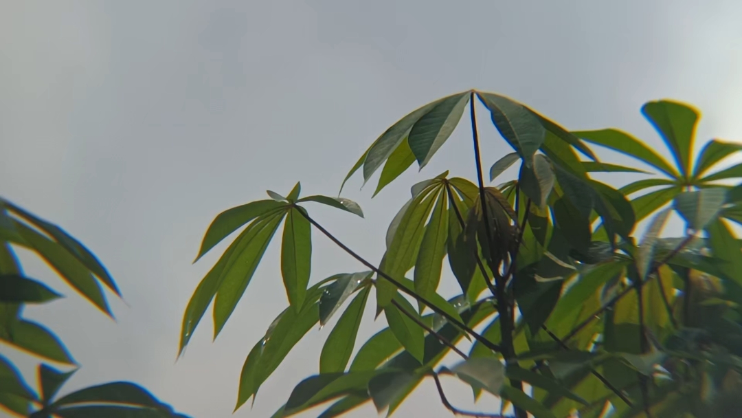 JAPAN VIBES