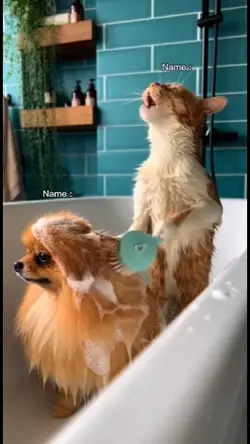 Likes to Sing