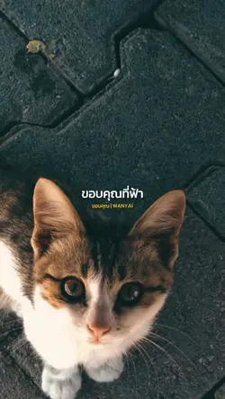 ขอบคุณ | WANYAi