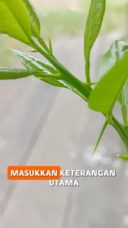 duri yang sama