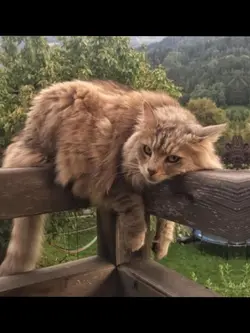 Catss