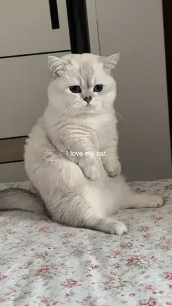 i love my cat