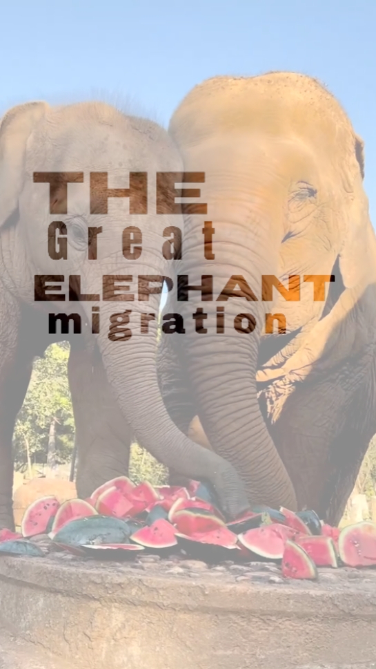 El Gran Elefante 