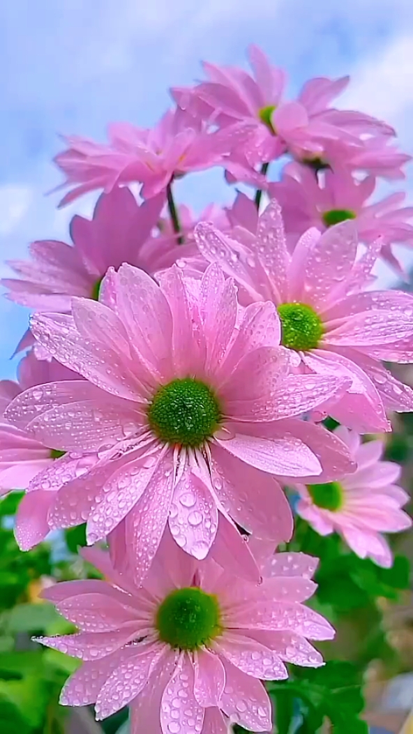 Flores cinematográficas