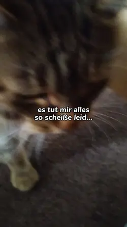 es tut mir leid...