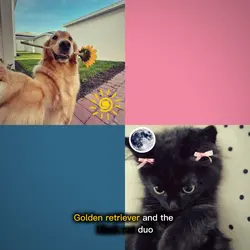 GOLDEN RETRIEVER