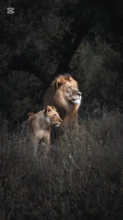 Aslan