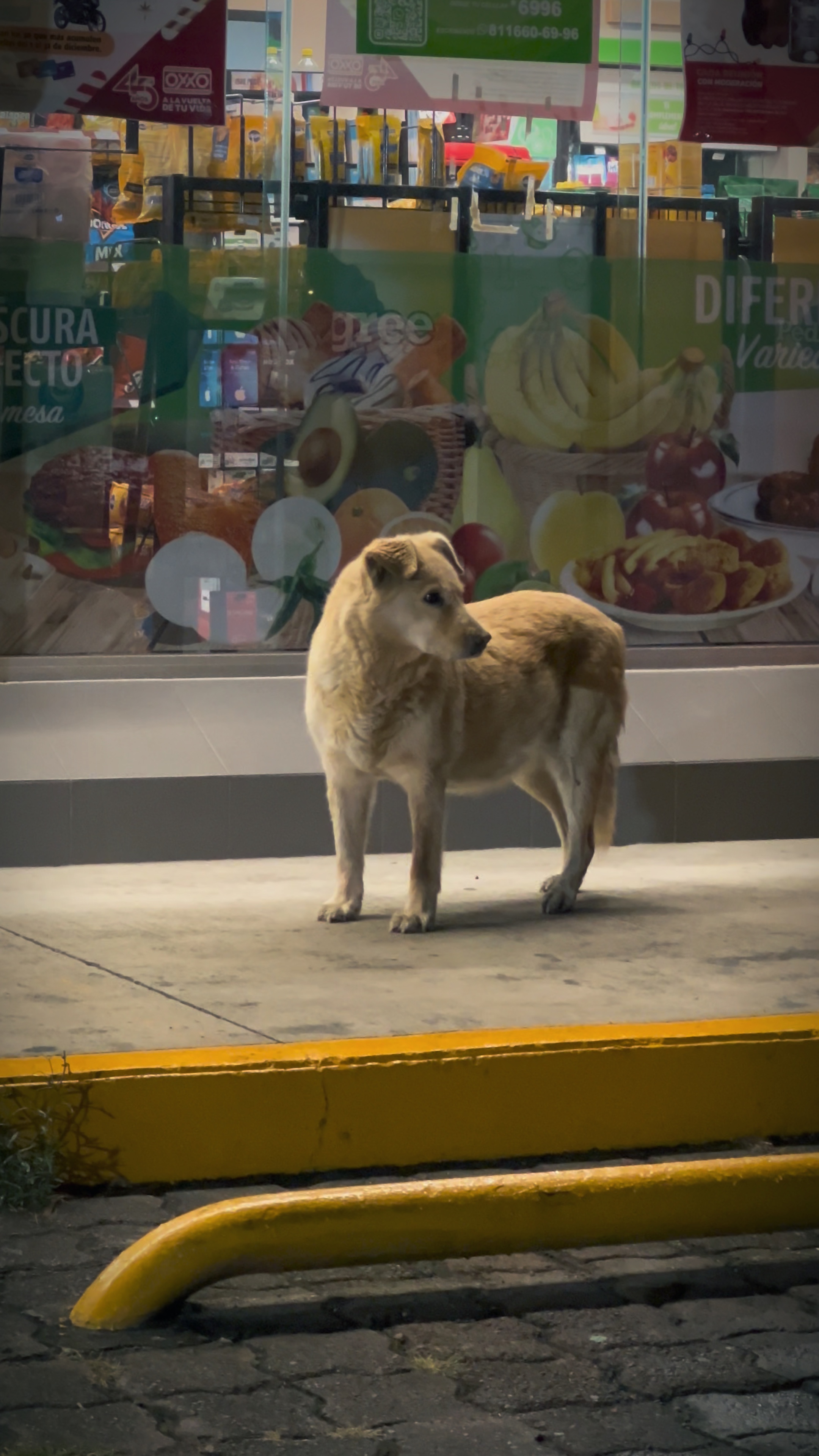 Perrito 🐶 Feliz 