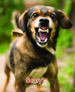 Dogs esit