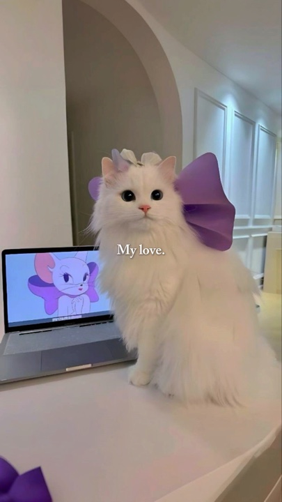 Mi amor