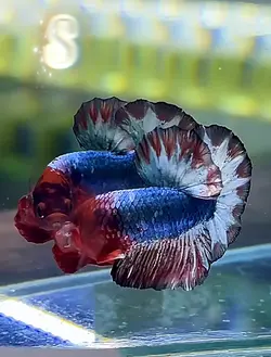 Sơn Ngân fish house 