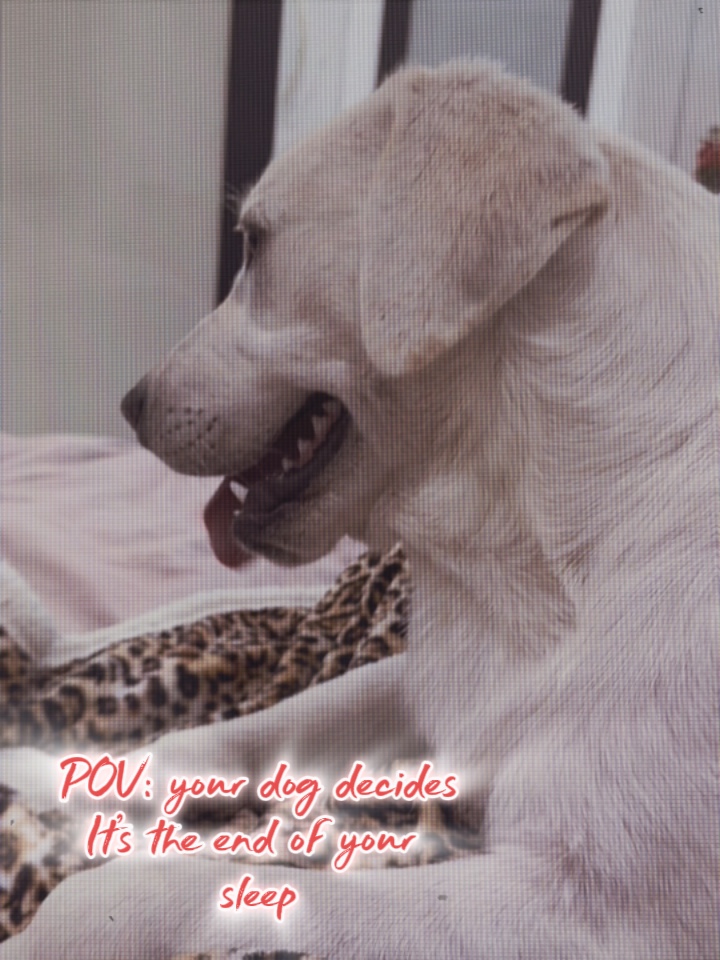 KOMİK KÖPEK