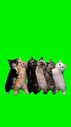 Zucchini Cats