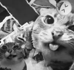 free kittys edit