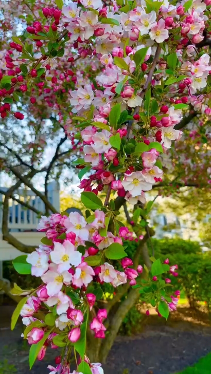 Beautiful Flowers 