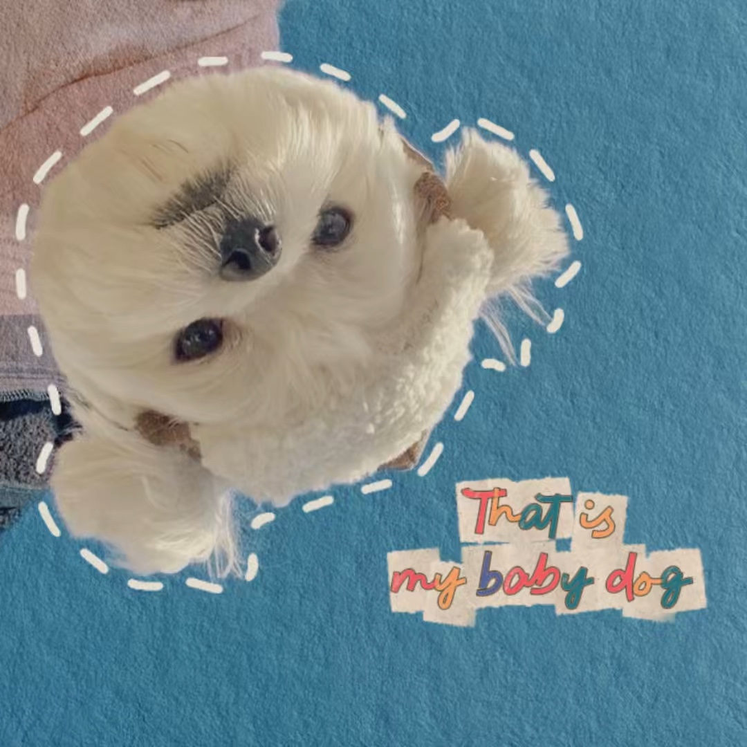 저건 내 아기 개야🐶