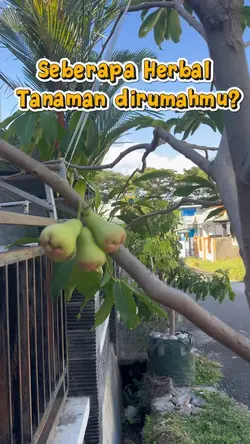 #tanaman