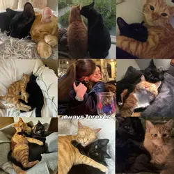 black & orange cat