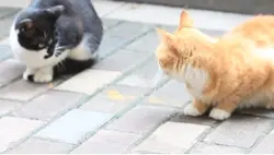 猫ちゃぁぁぁんDAYO☆