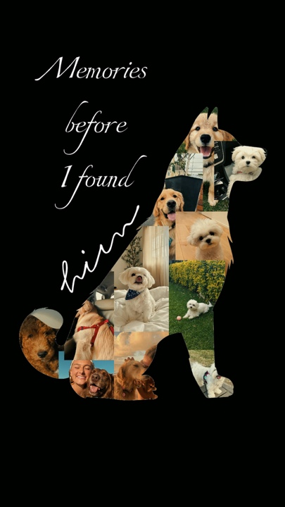 Memórias de cachorro