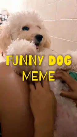 Funny dog meme