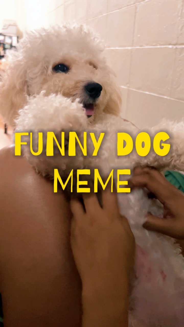 Lustiges Hunde-Meme