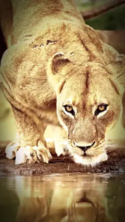 Lion entryتسجيل دخول