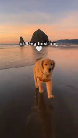 POV dog / pet
