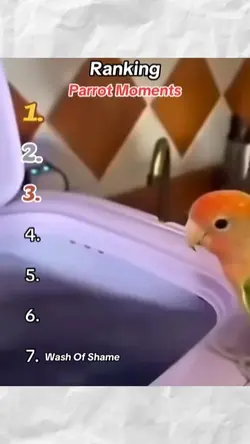 parrot moments