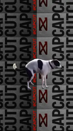 DOG DANCE
