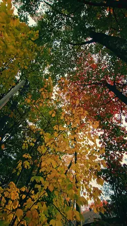 autumn vibes