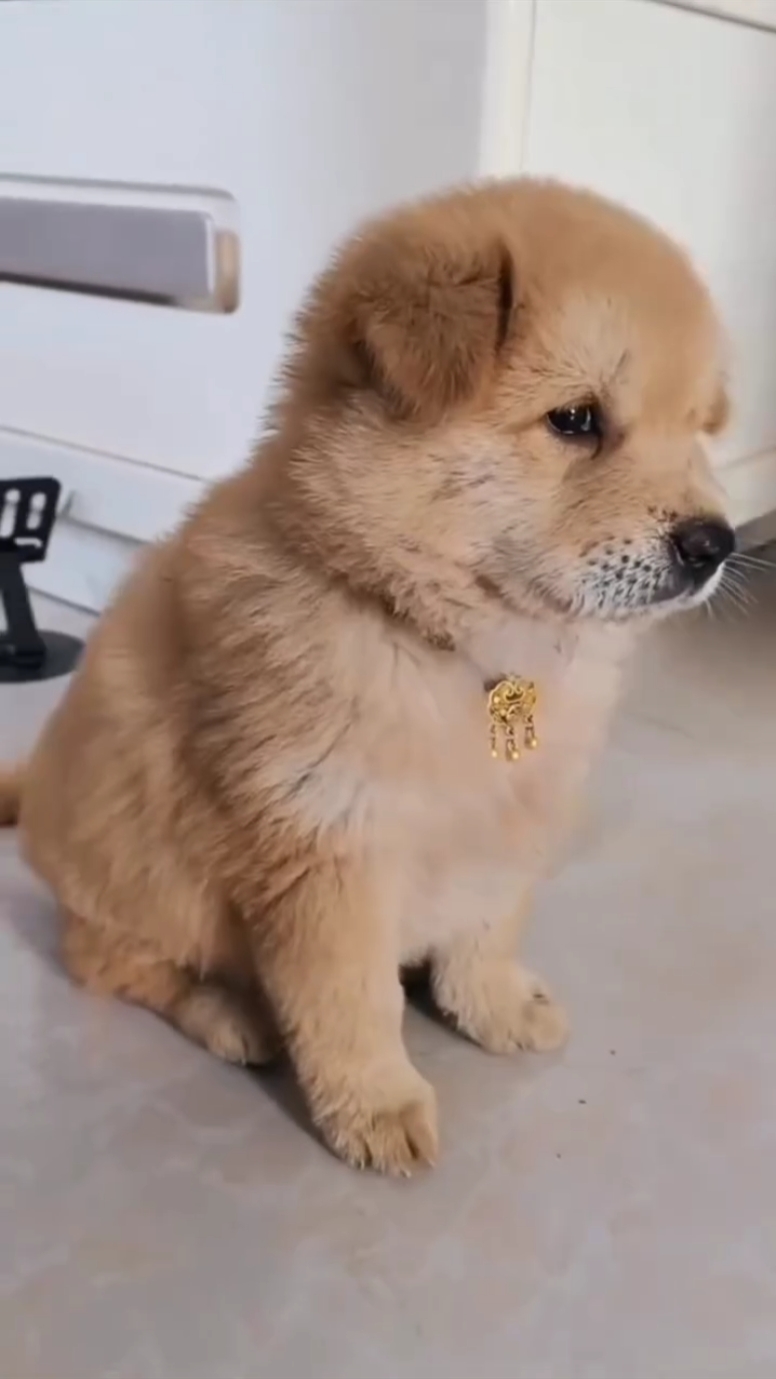 Anjing ajaib