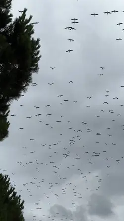 Rache der Krähen