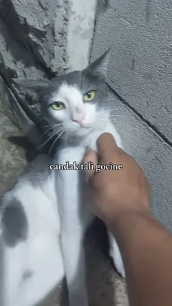 suen parani candak..