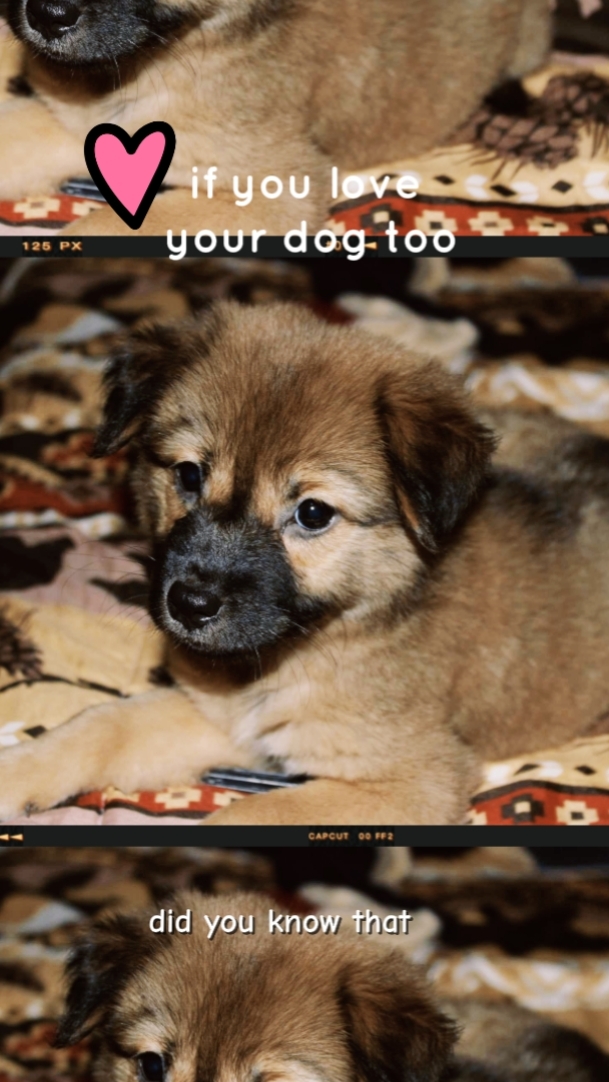 Ich liebe meinen Hund