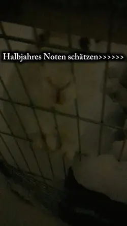 Halbjahres Noten