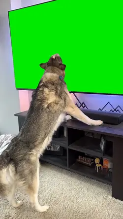 Dog licking screen