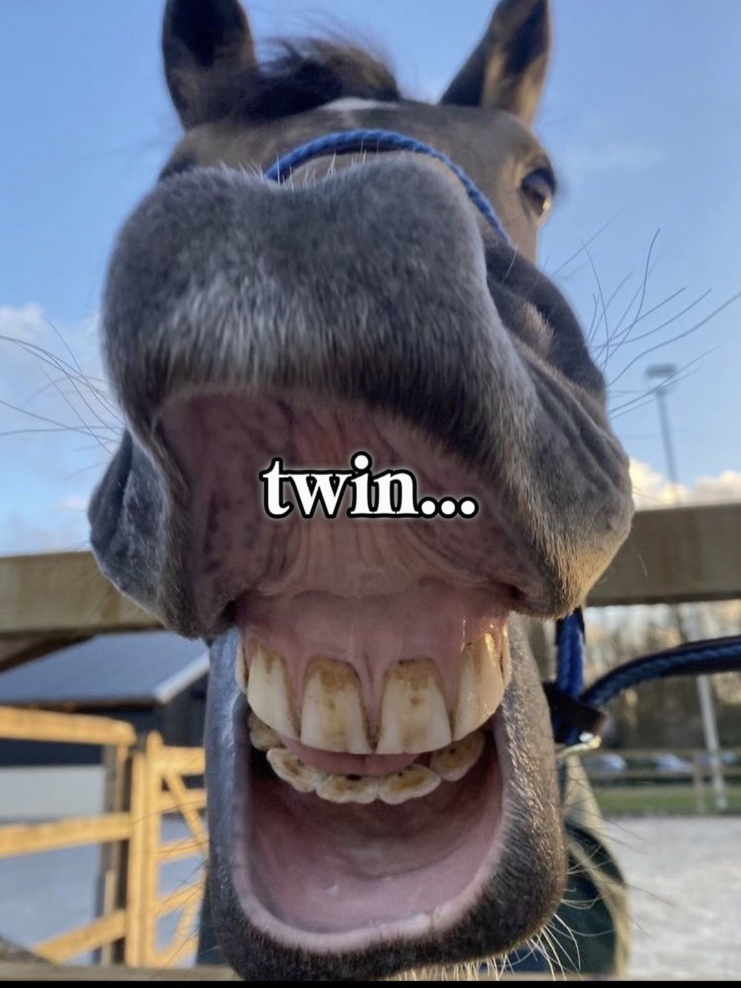 Twin?