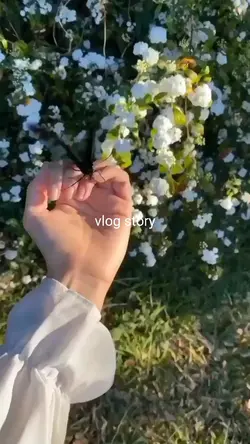 vlog story